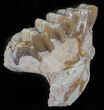Oligocene Ruminant (Leptomeryx) Jaw Section #60975-2